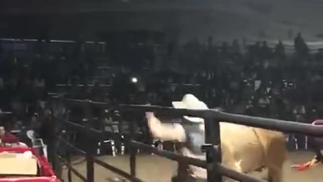 Are there rodeo lovers?