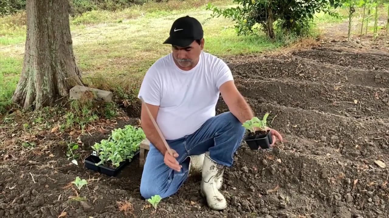 Planting Cauliflower and Free potatoes