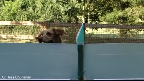When your dog is better at sports than you 🐶