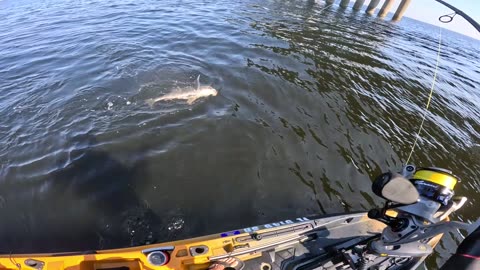 Black Drum Kayak Fishing on Light Tackle! | Panama City Charter