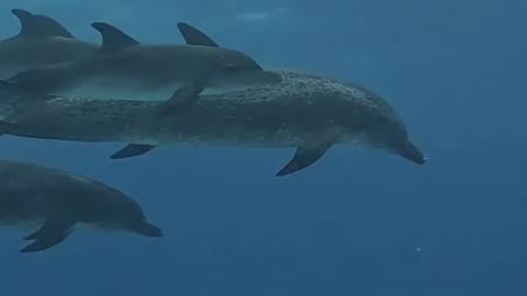 dolphins swimming...