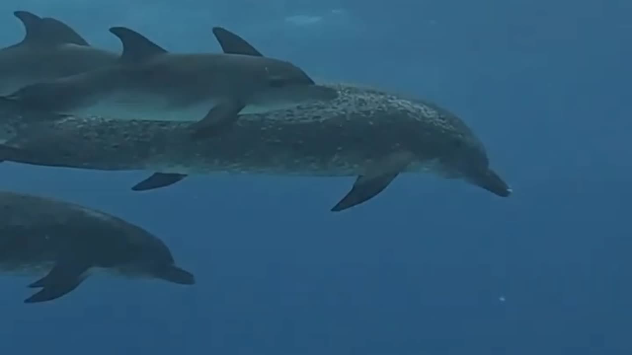 dolphins swimming...