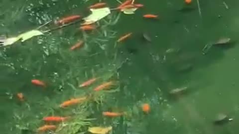 A lot of goldfish