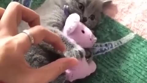Hello cat beep