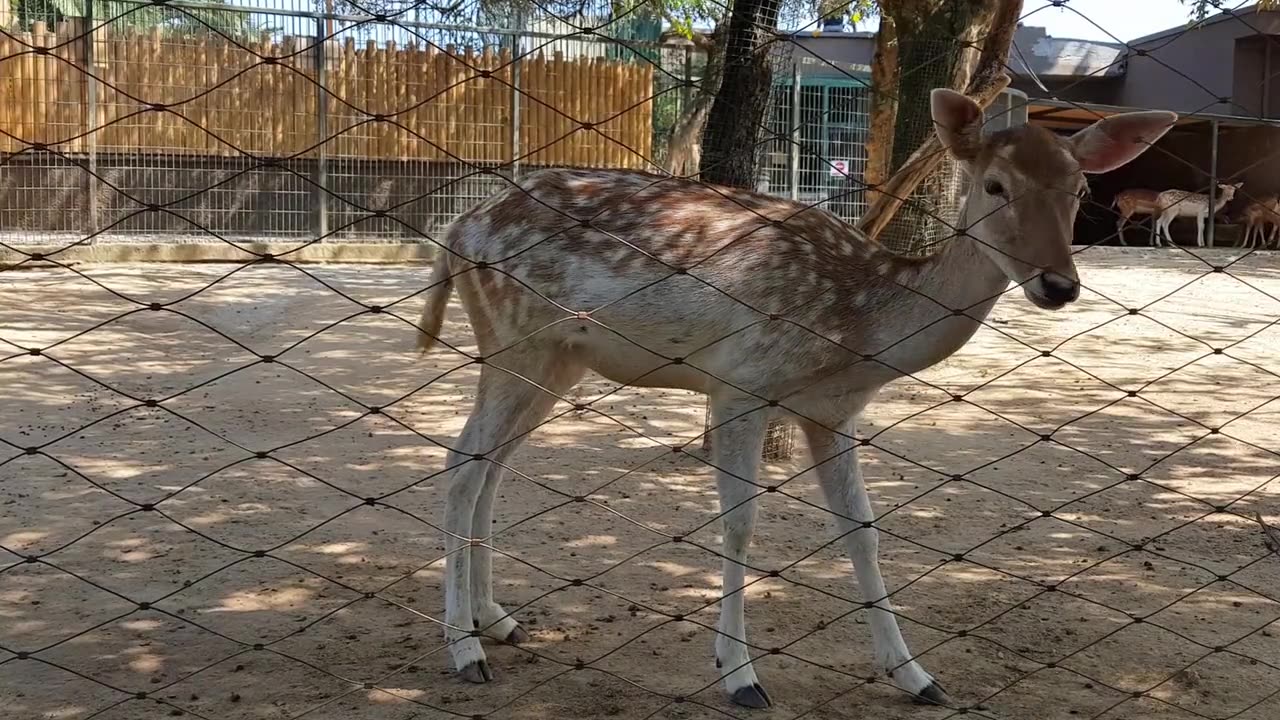 The European fallow deer