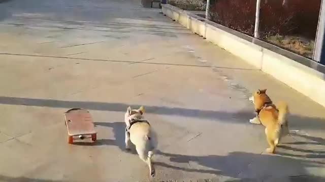 SkateDog-16