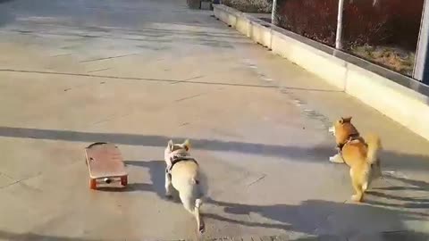 SkateDog-16