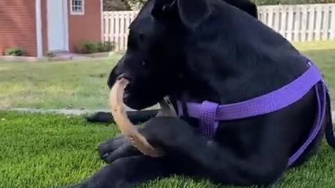 his kid perfectly describes how to say goodbye to your foster pup
