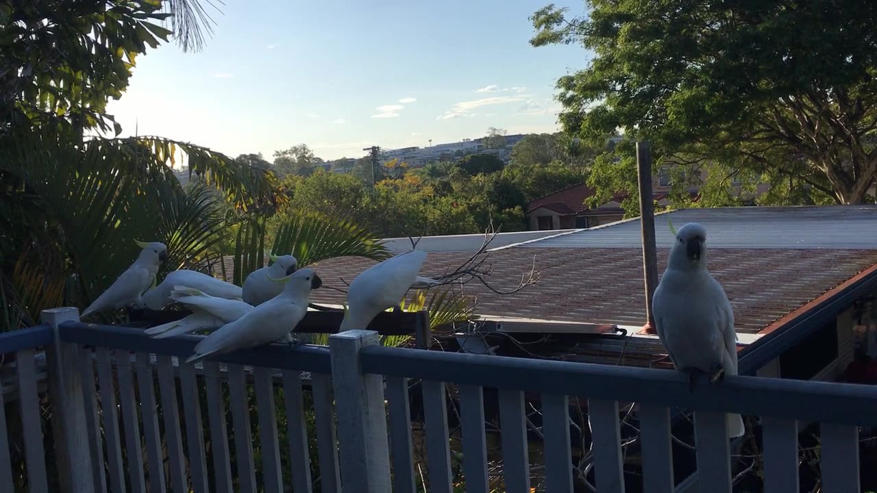 Cockatoo Afternoon Snack Time