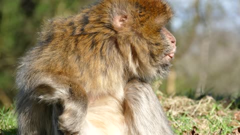 Beautiful macaque monkey