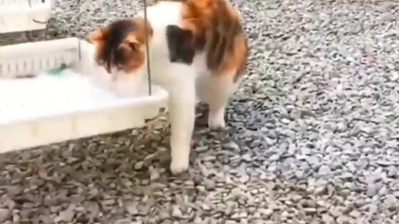 Funny Animal Videos 2024 Best Dogs And Cats Videos ๐บ๐short,viral,tiktok