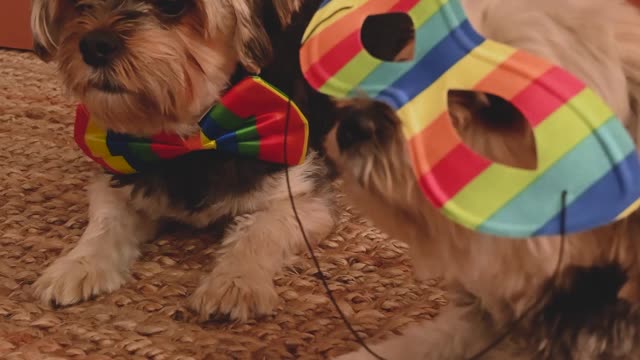 dogs-wearing-masks
