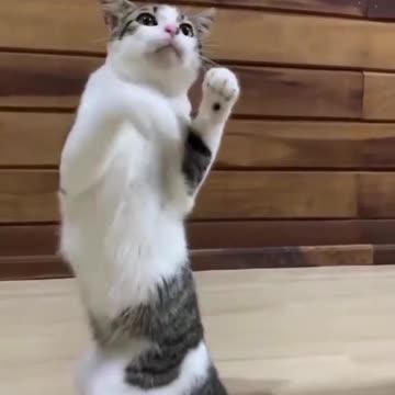 Amazing Cat