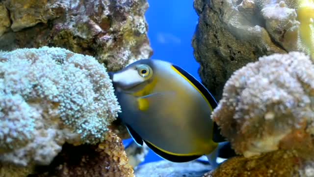 Cute beautiful fish Dance