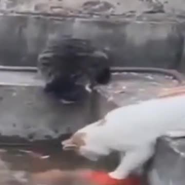 Mucking around Cutest Kittens & Pups-best 2021