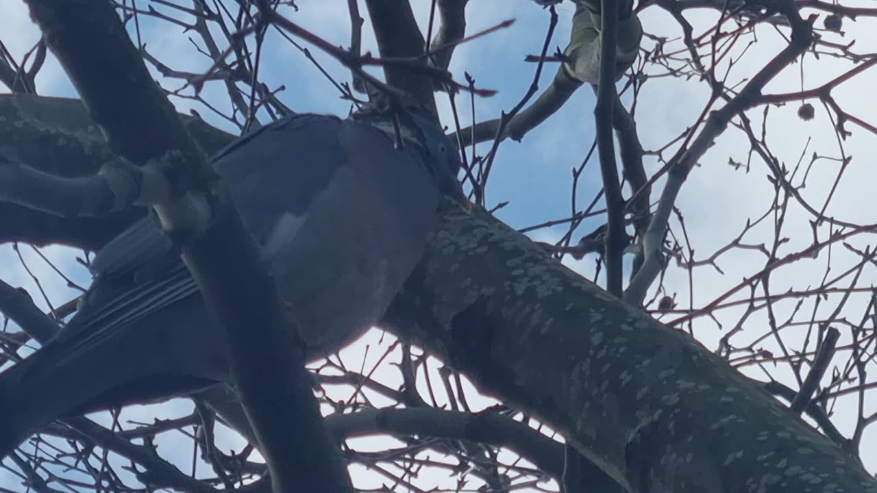 Pigeon On A Tree In Wales.