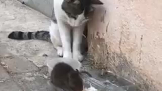 The nicest and cutest ever
