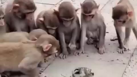 Monkey 🐒 funny video