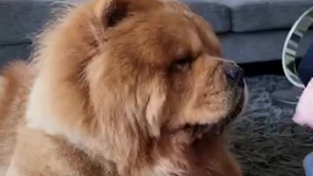 Do Chow Chows shed a lot of hair