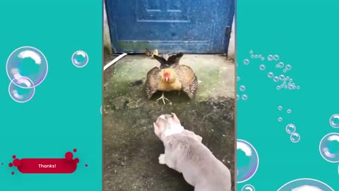 animals that will laugh