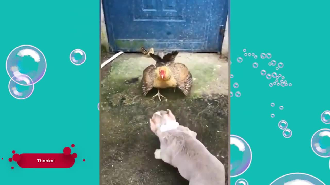 animals that will laugh