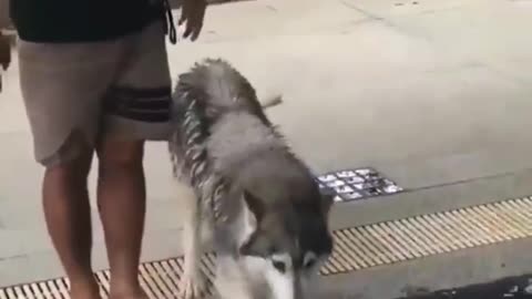 Scared doggo takes his first dip after puppers show him how it's done