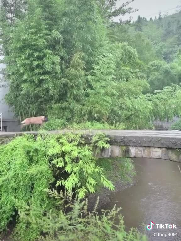 Dog Royality, Met him after a very long time. #petlover #doglove