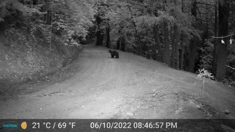 More bear video