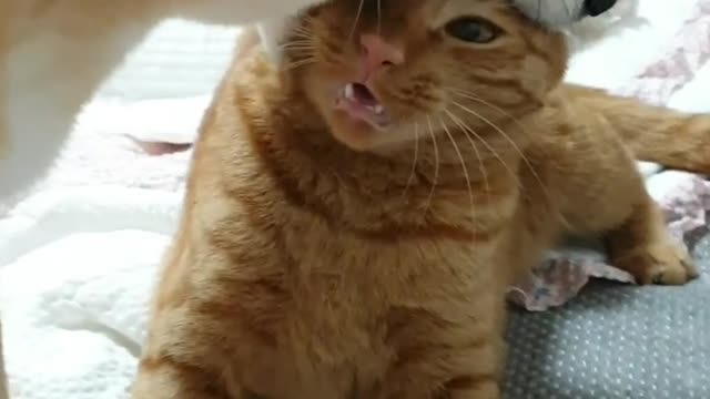 Loving parrots affectionately hug their cat friend