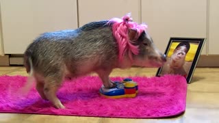 Mini Pig "Superstar" Decides To Perform Concert