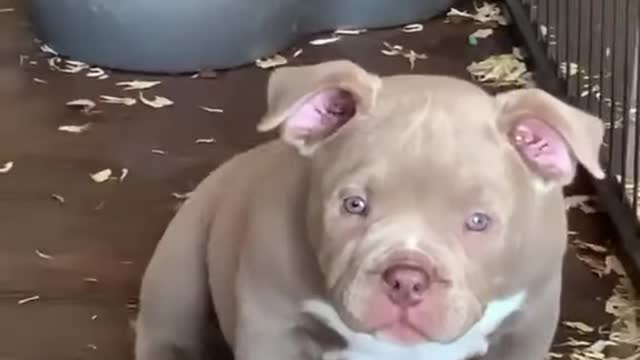 pit bull puppy