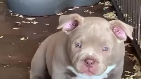 pit bull puppy