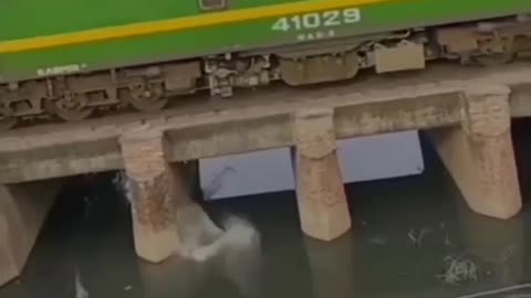 Cute animal behavior makes you happy