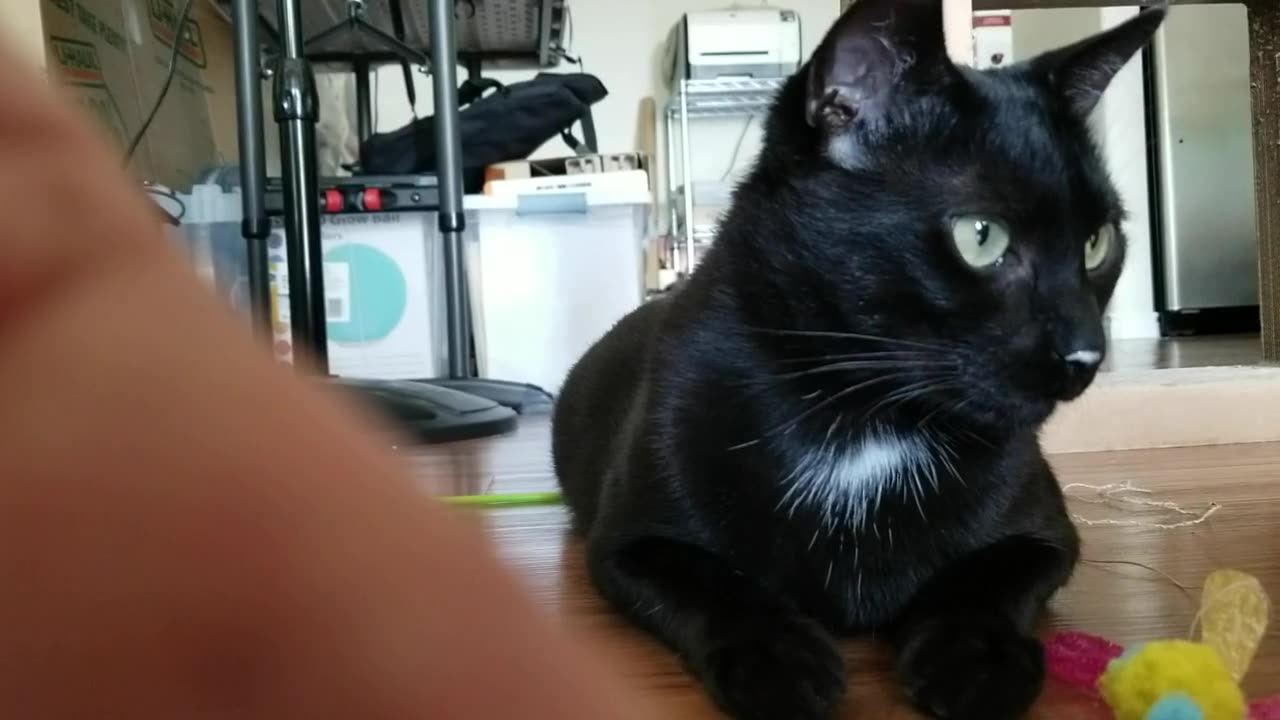 20240907 151131 Tux Yogurt Nosed