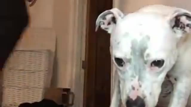 Super Funny dog..