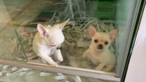 Two Cute Chihuahua Puppies (2)