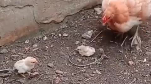 Chicken save her baby from lizard