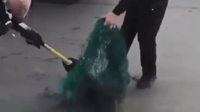 After this Seal got entangled in fishing nets