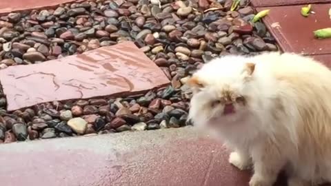 Boss cat bathing in the bathtub, funny cat