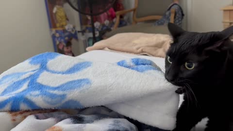 Adopting a Cat from a Shelter Vlog - Cute Precious Piper Remembers Being an Active Kitten