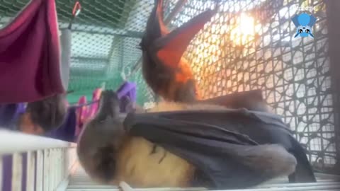 Juvenile flying-foxes go to creche; Wheelibin and Laddie.