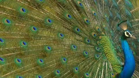 Peacock Behavioral voice modulations and its reasons | Peacock call , sound , noise part-2