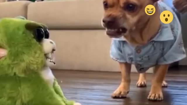 🐶🐱 Funny Cat & Dog Reaction Videos - Try Not To Laugh 🤣