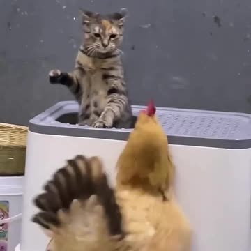 "Fierce Feathers Fly: The Epic Battle Between Cat and Hen"
