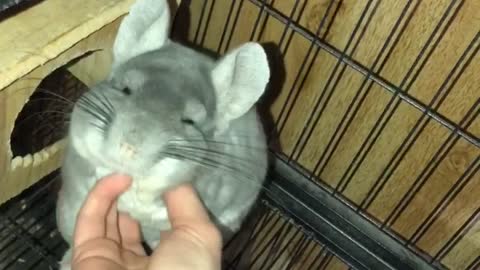 Happy Chinchilla