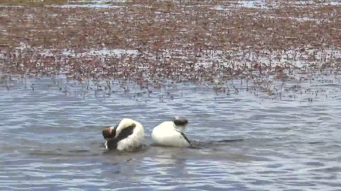 Courtship dance of the hooded grebe