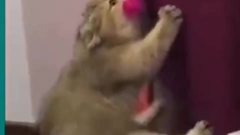 Hilarious Cat Viral Videos | Ultimate Cat Compilation 2019