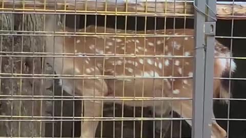 Sika deer