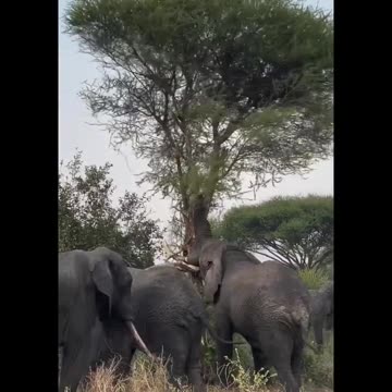 YOU WILL SHOCK!! ELEPHANT SHOWS HIS STRENGTH IN FRONT OF TOURISTS