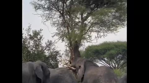 YOU WILL SHOCK!! ELEPHANT SHOWS HIS STRENGTH IN FRONT OF TOURISTS